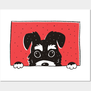 Peeking schnauzer dog Posters and Art